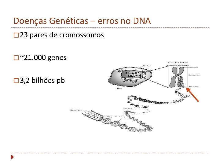 Doenças Genéticas – erros no DNA � 23 pares de cromossomos � ~21. 000