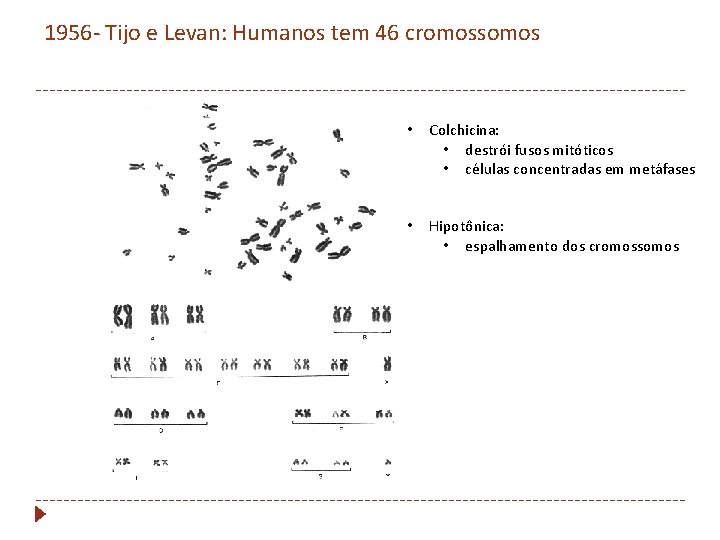 1956 - Tijo e Levan: Humanos tem 46 cromossomos • Colchicina: • destrói fusos