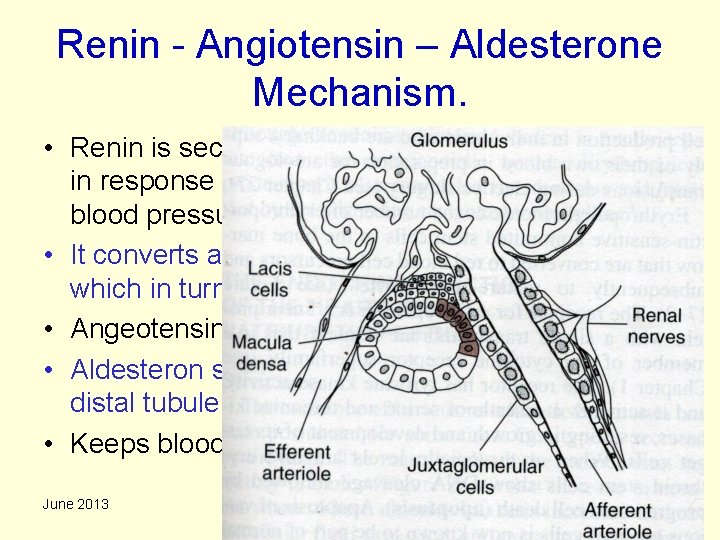 Renin - Angiotensin – Aldesterone Mechanism. • Renin is secreted by the Juxta Glomerular