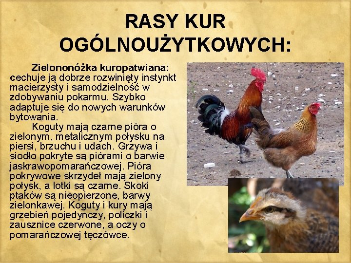 RASY KUR OGÓLNOUŻYTKOWYCH: Zielononóżka kuropatwiana: cechuje ją dobrze rozwinięty instynkt macierzysty i samodzielność w