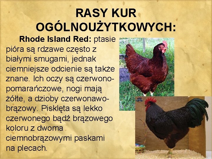 RASY KUR OGÓLNOUŻYTKOWYCH: Rhode Island Red: ptasie pióra są rdzawe często z białymi smugami,