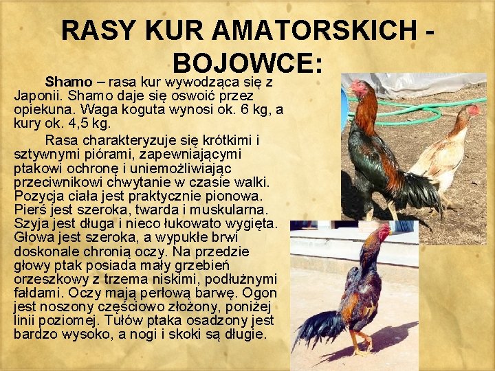 RASY KUR AMATORSKICH - BOJOWCE: Shamo – rasa kur wywodząca się z Japonii. Shamo