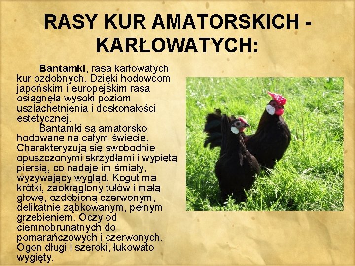 RASY KUR AMATORSKICH - KARŁOWATYCH: Bantamki, rasa karłowatych kur ozdobnych. Dzięki hodowcom japońskim i