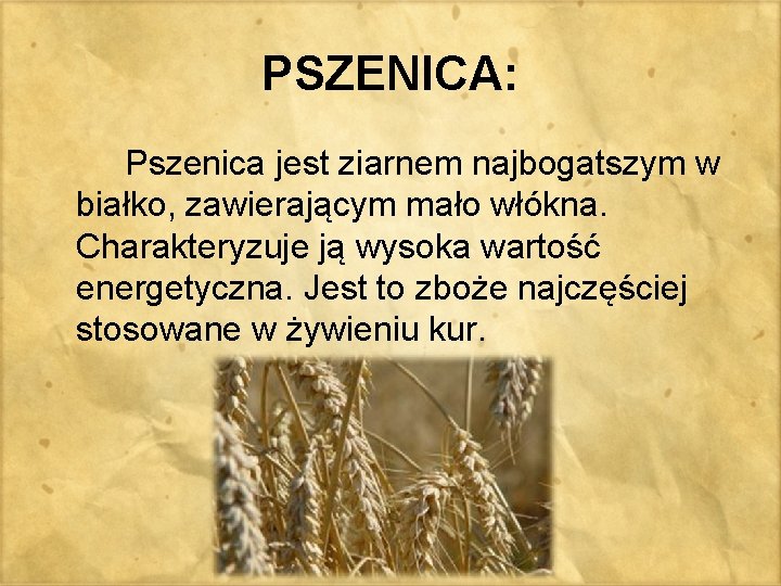 PSZENICA: Pszenica jest ziarnem najbogatszym w białko, zawierającym mało włókna. Charakteryzuje ją wysoka wartość