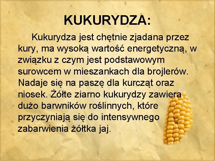 KUKURYDZA: Kukurydza jest chętnie zjadana przez kury, ma wysoką wartość energetyczną, w związku z