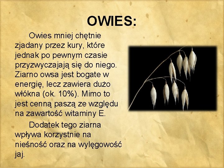 OWIES: Owies mniej chętnie zjadany przez kury, które jednak po pewnym czasie przyzwyczajają się