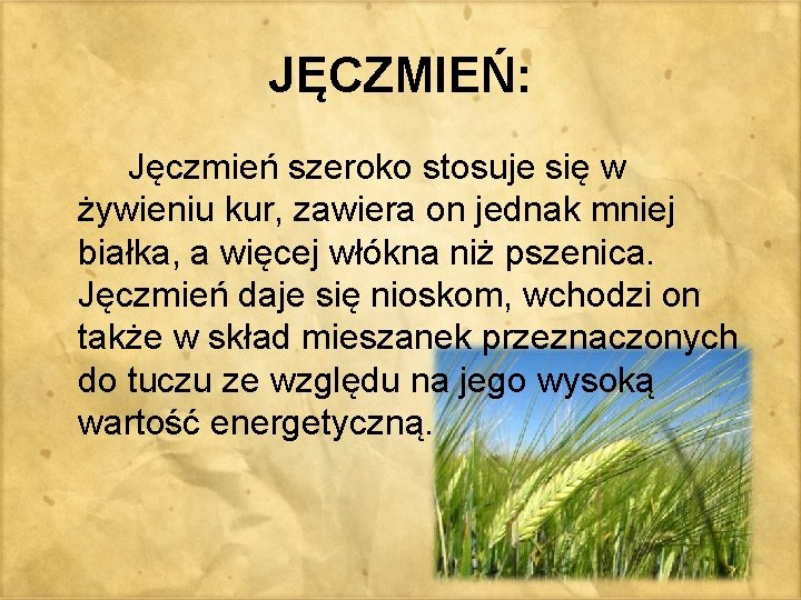 JĘCZMIEŃ: Jęczmień szeroko stosuje się w żywieniu kur, zawiera on jednak mniej białka, a