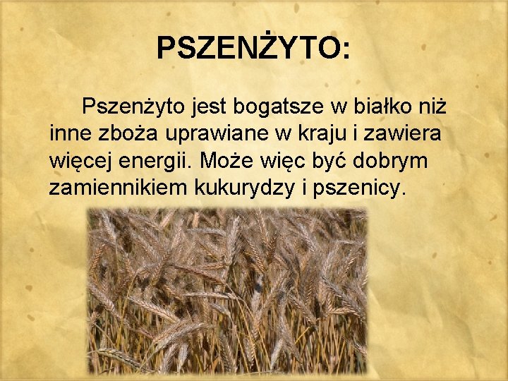 PSZENŻYTO: Pszenżyto jest bogatsze w białko niż inne zboża uprawiane w kraju i zawiera