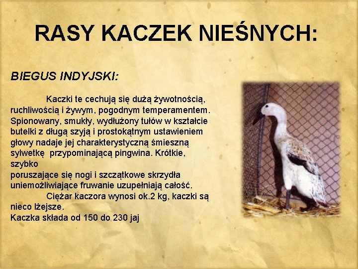 RASY KACZEK NIEŚNYCH: BIEGUS INDYJSKI: Kaczki te cechują się dużą żywotnością, ruchliwością i żywym,