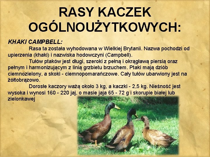 RASY KACZEK OGÓLNOUŻYTKOWYCH: KHAKI CAMPBELL: Rasa ta została wyhodowana w Wielkiej Brytanii. Nazwa pochodzi