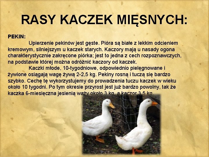 RASY KACZEK MIĘSNYCH: PEKIN: Upierzenie pekinów jest gęste. Pióra są białe z lekkim odcieniem