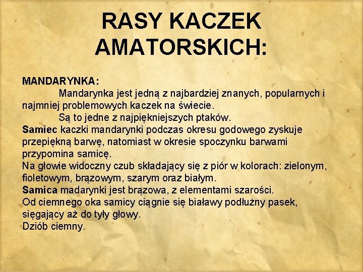 RASY KACZEK AMATORSKICH: MANDARYNKA: Mandarynka jest jedną z najbardziej znanych, popularnych i najmniej problemowych