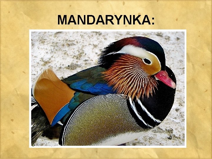 MANDARYNKA: 