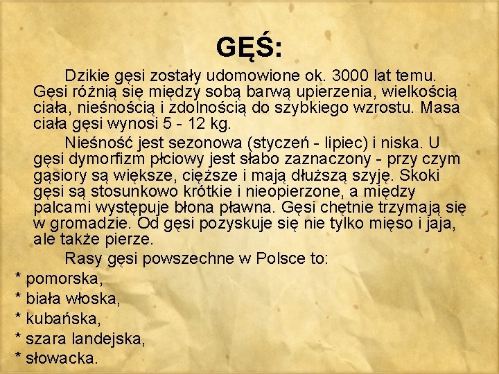 GĘŚ: Dzikie gęsi zostały udomowione ok. 3000 lat temu. Gęsi różnią się między sobą