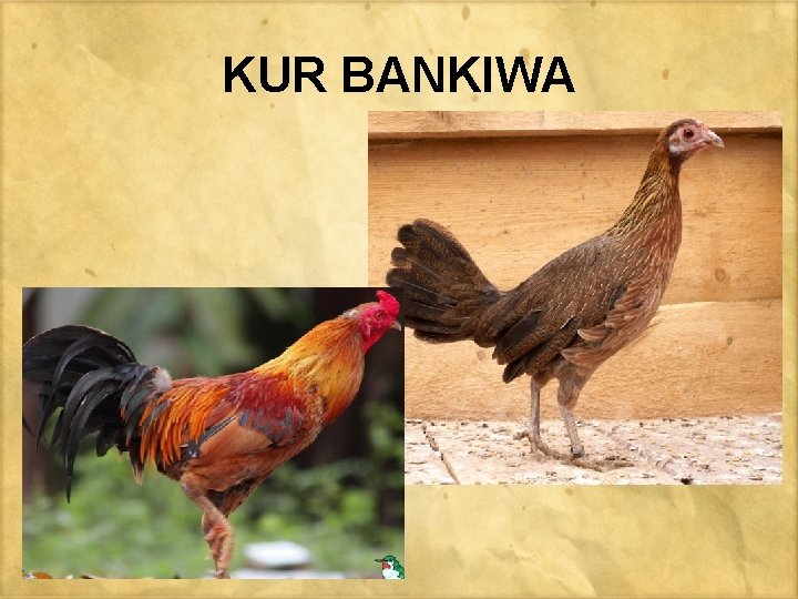 KUR BANKIWA 