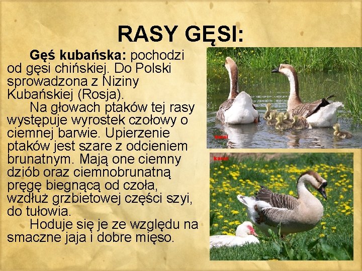 RASY GĘSI: Gęś kubańska: pochodzi od gęsi chińskiej. Do Polski sprowadzona z Niziny Kubańskiej