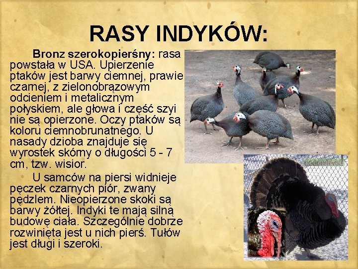 RASY INDYKÓW: Bronz szerokopierśny: rasa powstała w USA. Upierzenie ptaków jest barwy ciemnej, prawie