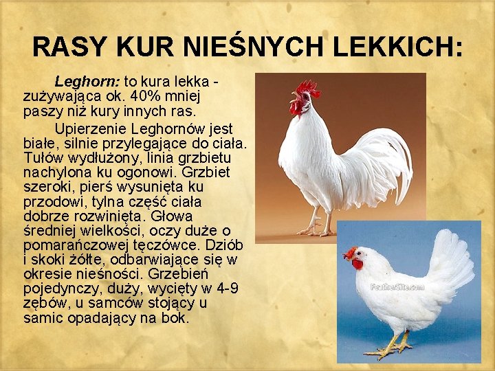 RASY KUR NIEŚNYCH LEKKICH: Leghorn: to kura lekka - zużywająca ok. 40% mniej paszy