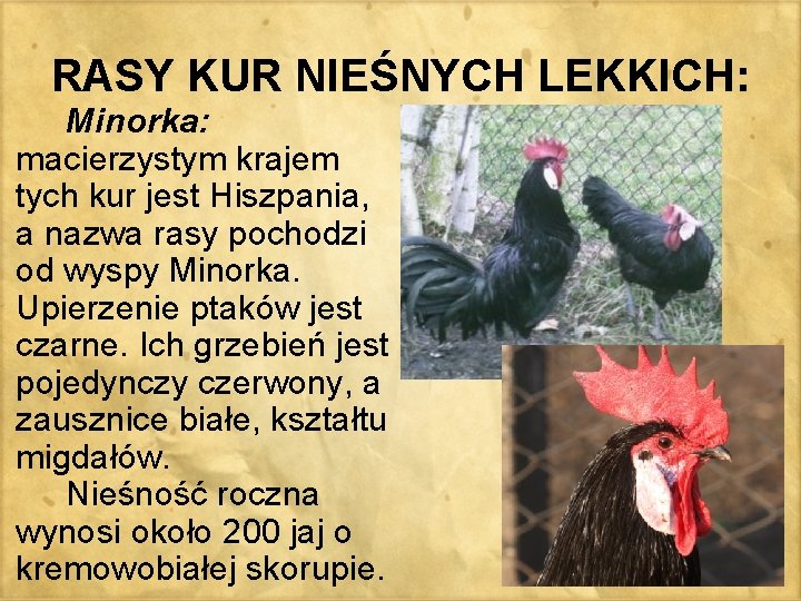 RASY KUR NIEŚNYCH LEKKICH: Minorka: macierzystym krajem tych kur jest Hiszpania, a nazwa rasy