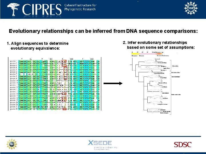 Evolutionary relationships can be inferred from DNA sequence comparisons: 1. Align sequences to determine