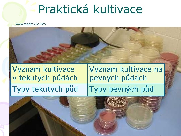 Praktická kultivace www. medmicro. info Význam kultivace v tekutých půdách Význam kultivace na pevných
