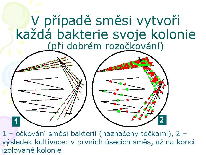 V případě směsi vytvoří každá bakterie svoje kolonie (při dobrém rozočkování) 1 – očkování