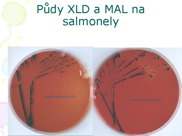 Půdy XLD a MAL na salmonely www. medmicro. info 