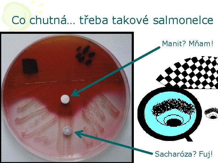 Co chutná… třeba takové salmonelce Manit? Mňam! Sacharóza? Fuj! 