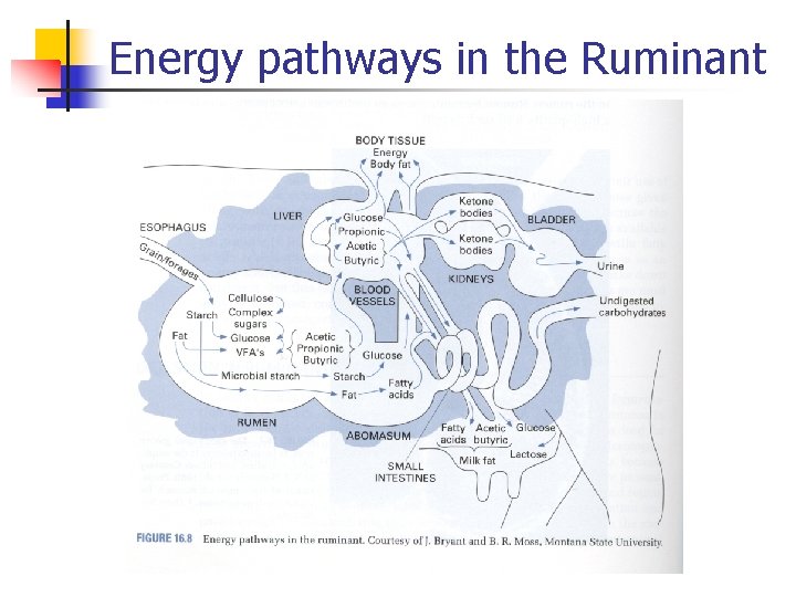 Energy pathways in the Ruminant 
