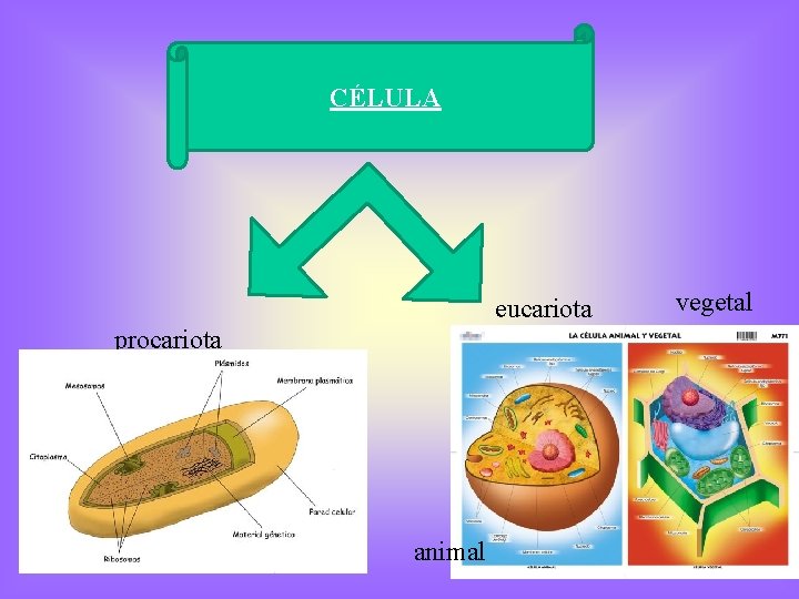 CÉLULA eucariota procariota animal vegetal 