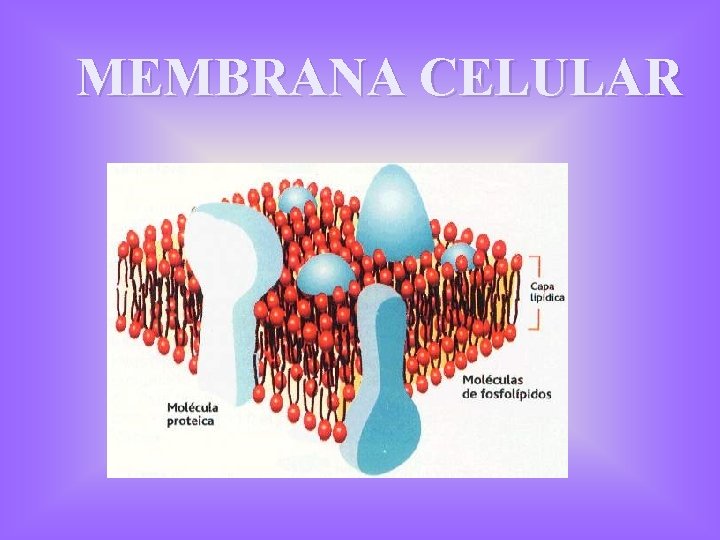 MEMBRANA CELULAR 