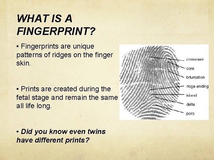 WHAT IS A FINGERPRINT? • Fingerprints are unique patterns of ridges on the finger