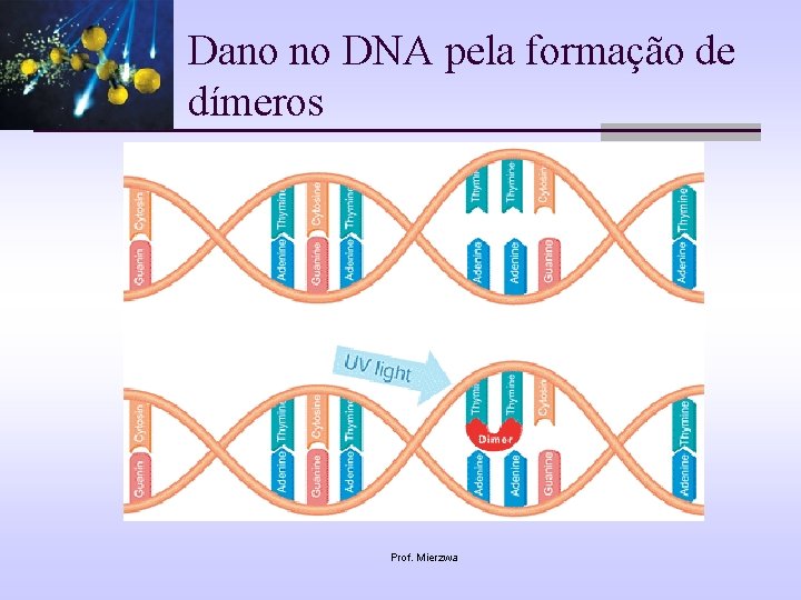 Dano no DNA pela formação de dímeros Prof. Mierzwa 