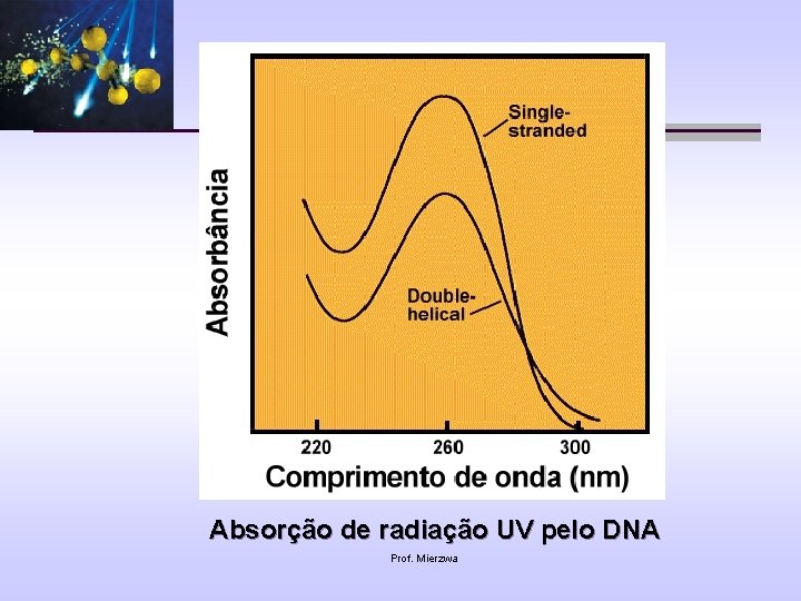 Absorção de radiação UV pelo DNA Prof. Mierzwa 