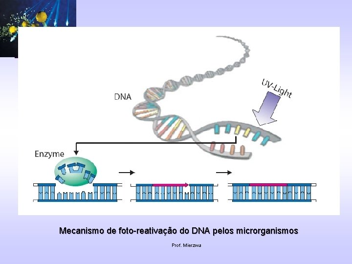 Mecanismo de foto-reativação do DNA pelos microrganismos Prof. Mierzwa 