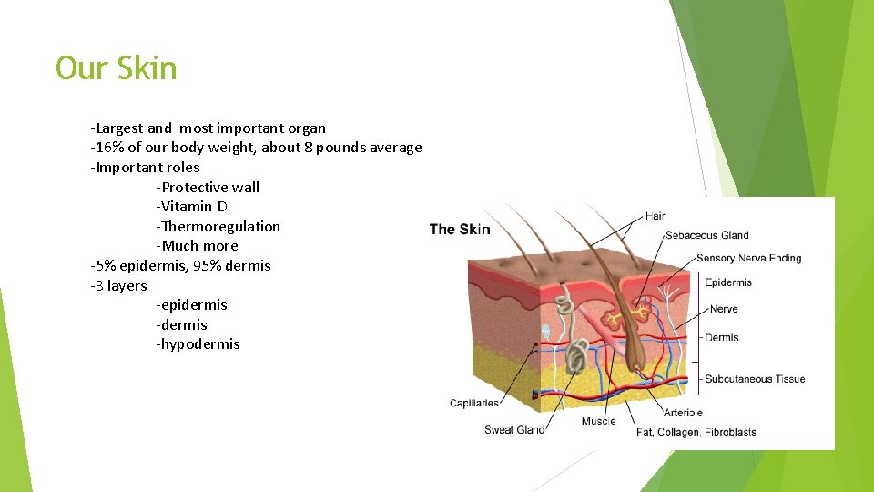 Our Skin -Largest and most important organ -16% of our body weight, about 8
