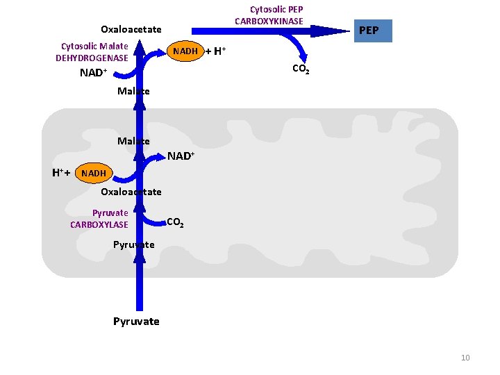 Cytosolic PEP CARBOXYKINASE Oxaloacetate Cytosolic Malate DEHYDROGENASE NADH PEP + H+ CO 2 NAD+