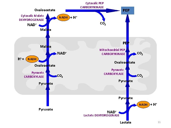 Cytosolic PEP CARBOXYKINASE Oxaloacetate Cytosolic Malate DEHYDROGENASE NAD+ NADH + H+ CO 2 Malate