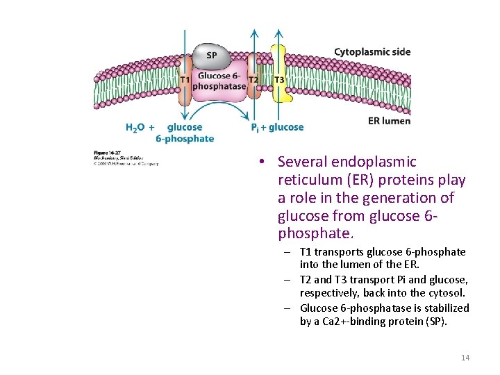  • Several endoplasmic reticulum (ER) proteins play a role in the generation of