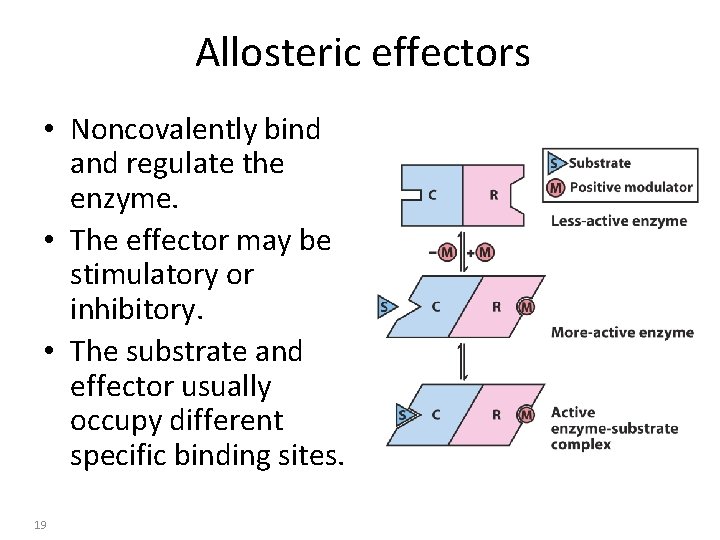 Allosteric effectors • Noncovalently bind and regulate the enzyme. • The effector may be