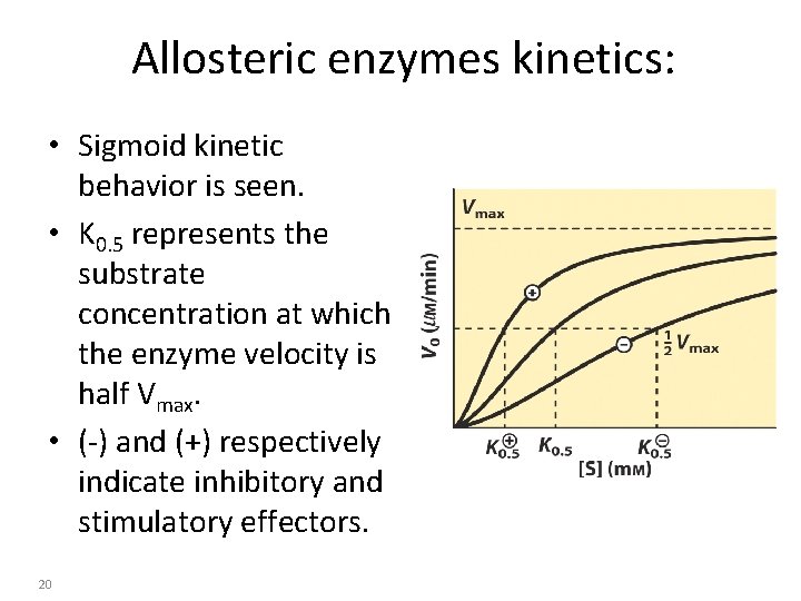 Allosteric enzymes kinetics: • Sigmoid kinetic behavior is seen. • K 0. 5 represents