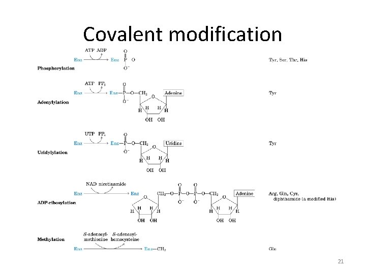 Covalent modification 21 