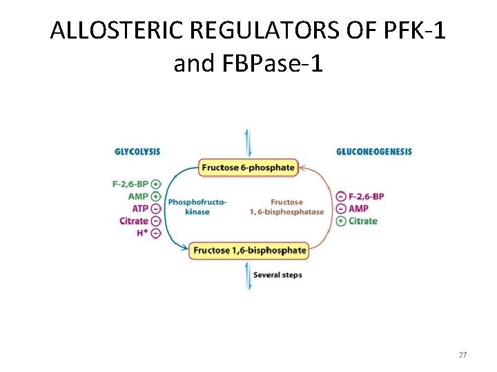 ALLOSTERIC REGULATORS OF PFK-1 and FBPase-1 27 