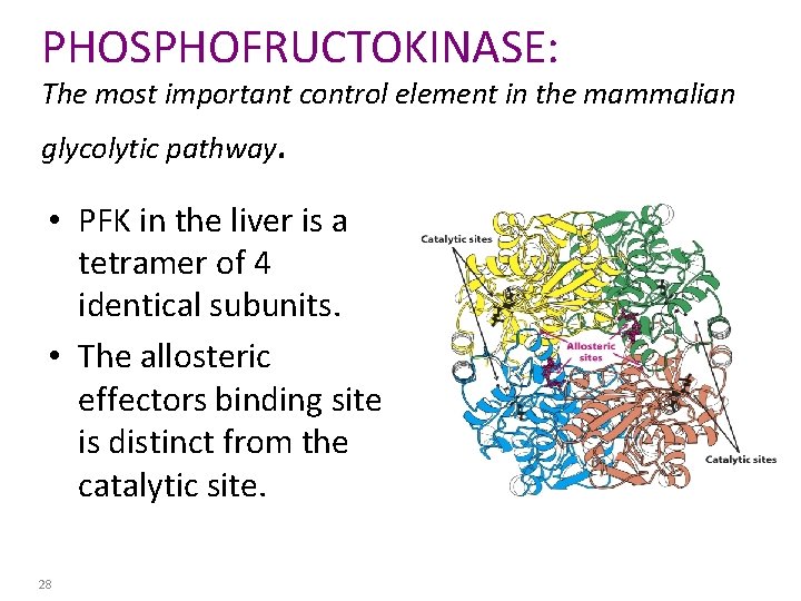 PHOSPHOFRUCTOKINASE: The most important control element in the mammalian glycolytic pathway. • PFK in