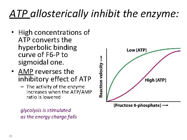 ATP allosterically inhibit the enzyme: • High concentrations of ATP converts the hyperbolic binding