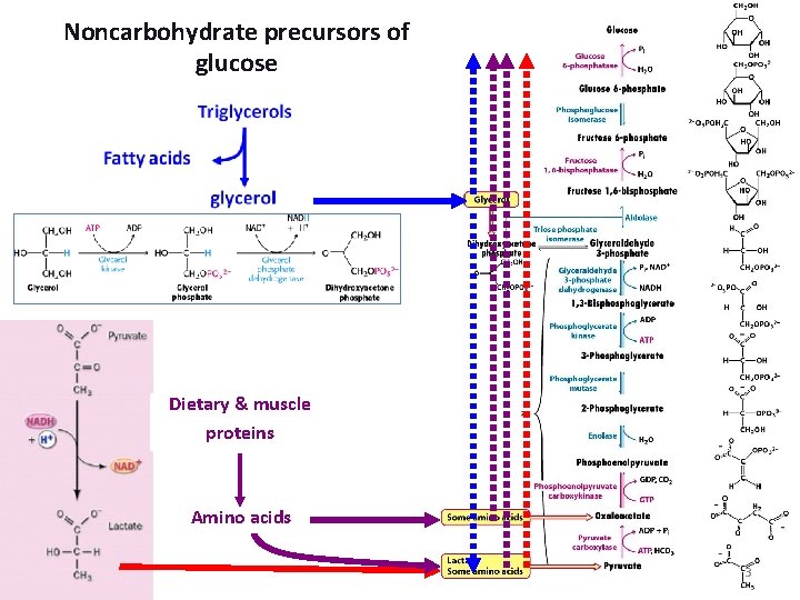 Noncarbohydrate precursors of glucose Dietary & muscle proteins Amino acids 3 