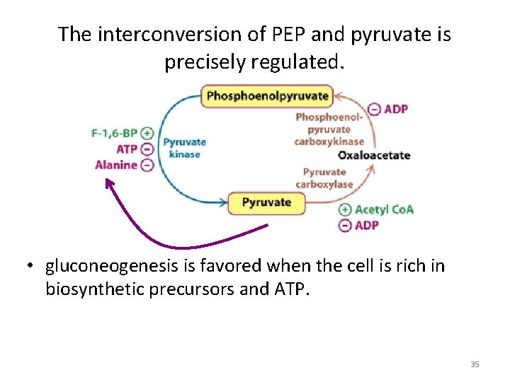 The interconversion of PEP and pyruvate is precisely regulated. • gluconeogenesis is favored when