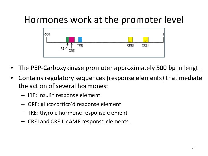 Hormones work at the promoter level • The PEP-Carboxykinase promoter approximately 500 bp in
