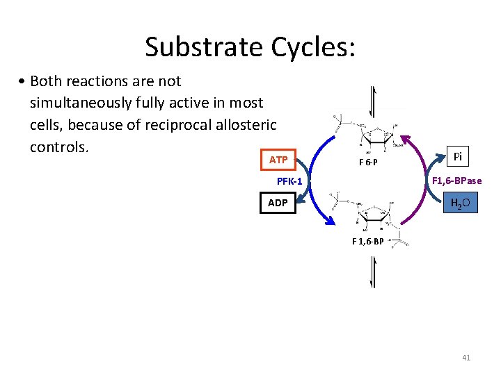 Substrate Cycles: • Both reactions are not simultaneously fully active in most cells, because