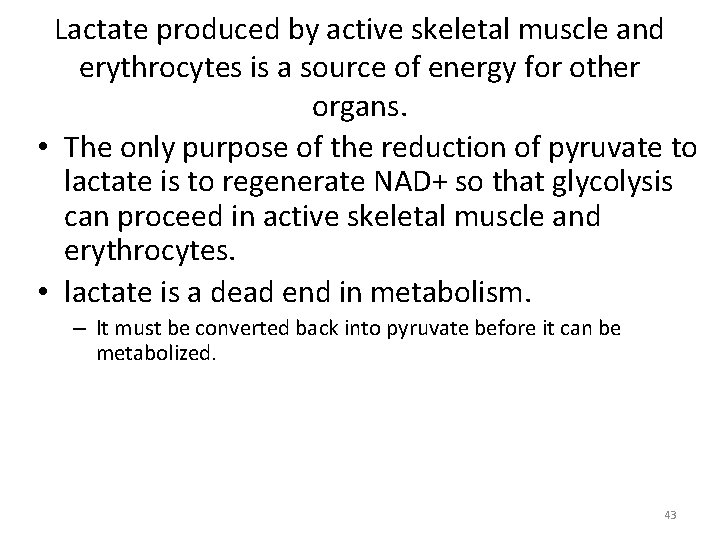 Lactate produced by active skeletal muscle and erythrocytes is a source of energy for